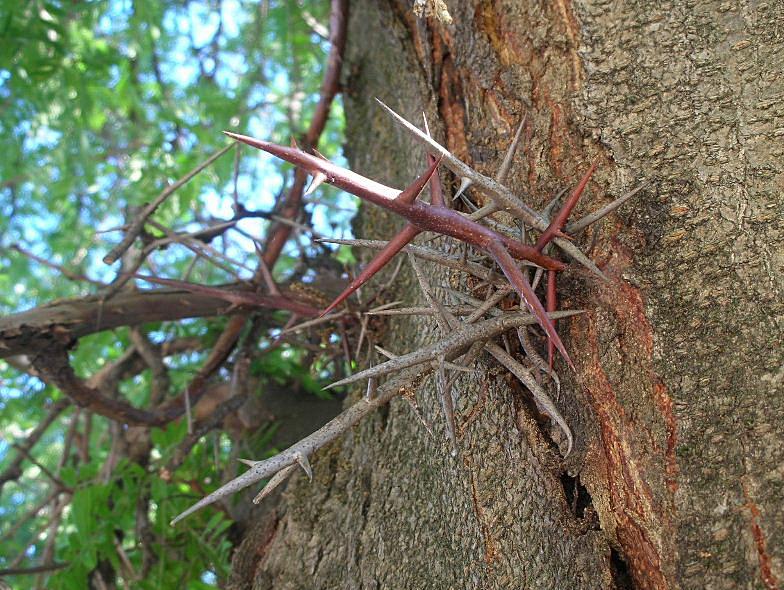 Gleditsia triacanthos / Spino di Giuda